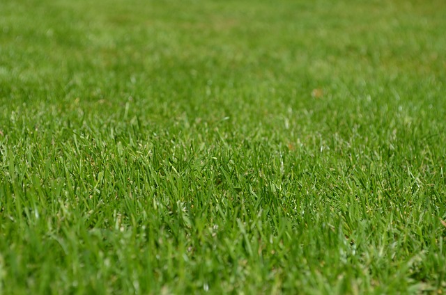De mest almindelige fejl, du bør undgå, når du plejer din græsplæne
